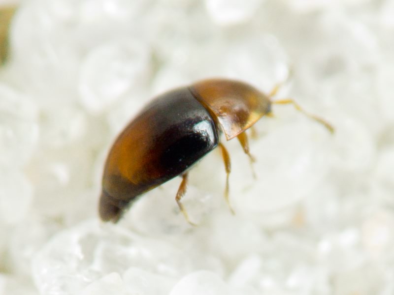 Corylophus cassidoides (Marsham, 1802)